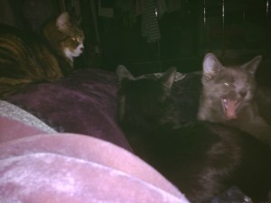 Martin, Luna (grey, mouth open), and Mattie (black, back to us)